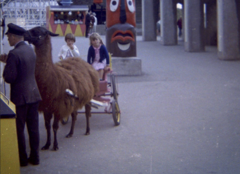 24/06/1976 – Lucy the Llama dies