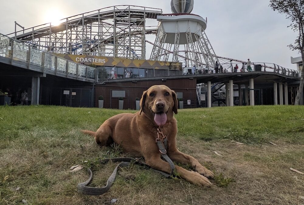 10/08/2025 – Doggie Sundays launched